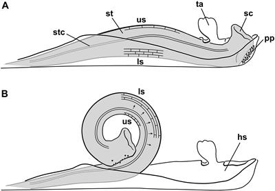 Insights Into the Inside – A Quantitative Histological Study of the Explosively Moving Style in Marantaceae